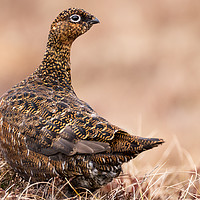 Buy canvas prints of Female Grouse by John Russell