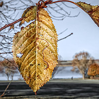 Buy canvas prints of Autumn Leaves... by Iain Merchant