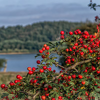 Buy canvas prints of Red Berries on the Lake by Iain Merchant