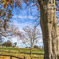 Buy canvas prints of Autumn Leaves Fall by Iain Merchant