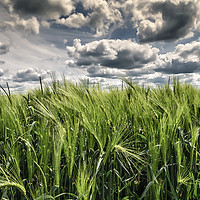 Buy canvas prints of Fields of Wheat under a Steel Sky by Iain Merchant