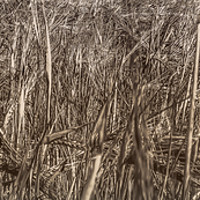 Buy canvas prints of Grasslands Abstract by Iain Merchant