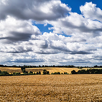 Buy canvas prints of Fields of Gold by Iain Merchant