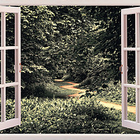 Buy canvas prints of Window into the Forest by Iain Merchant