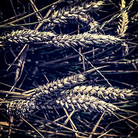 Buy canvas prints of Gothic Corn Abstract by Iain Merchant