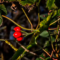 Buy canvas prints of Winter Berries by Iain Merchant