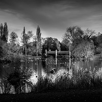 Buy canvas prints of Crossing the Park by Iain Merchant