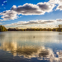 Buy canvas prints of Loner on the Lake by Iain Merchant