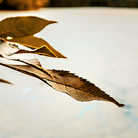 Buy canvas prints of Perspective on a Leaf by Iain Merchant
