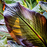 Buy canvas prints of Life in a Leaf by Iain Merchant