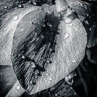 Buy canvas prints of Morning Dew by Iain Merchant