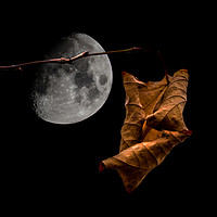 Buy canvas prints of Autumn Moon by Iain Merchant