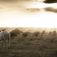 Buy canvas prints of New Forest Pony by David Sanderson