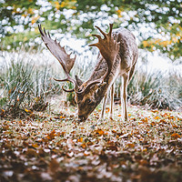 Buy canvas prints of Wild Deer by Denise Rimmer