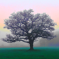 Buy canvas prints of Tree on Wimbledon Common by Lucy Cooper