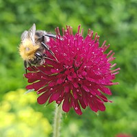 Buy canvas prints of Busy Bee by Kevin White
