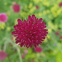 Buy canvas prints of Knautia macedonica by Kevin White