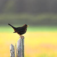 Buy canvas prints of Blackbird on a Wooden Post by Jason Jones