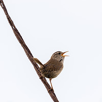 Buy canvas prints of Wren Songbird Bird on Rusty Wire (Troglodytes) by Jason Jones