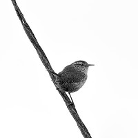 Buy canvas prints of Wren Songbird Bird on Rusty Wire (Troglodytes) B&W by Jason Jones