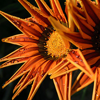 Buy canvas prints of Orange Flower (Close-up) Macro by Jason Jones