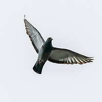 Buy canvas prints of Pigeon Bird In Flight by Jason Jones