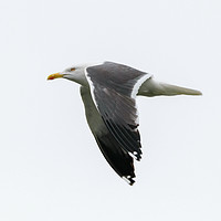 Buy canvas prints of Seagull in Flight  by Jason Jones