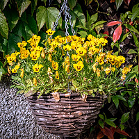 Buy canvas prints of Yellow Pansies In a Hanging Baskets by Jason Jones