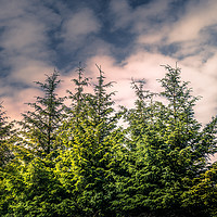 Buy canvas prints of Cloudy Day in the Pine Forest  by Jason Jones
