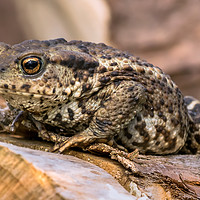 Buy canvas prints of Amphibian, Common British Toad / Frog by Jason Jones
