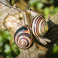 Buy canvas prints of Two Grove Small Striped Snail / Snails by Jason Jones
