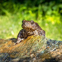 Buy canvas prints of Amphibian, Common British Toad / Frog by Jason Jones