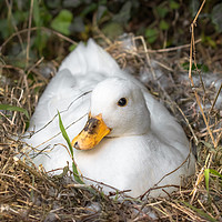 Buy canvas prints of White Call Duck Sitting on Eggs in Her Nest by Jason Jones