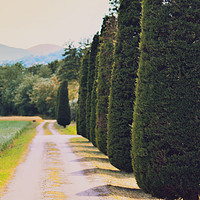 Buy canvas prints of  Country Road with Cypress Tree by Monika Sakowska