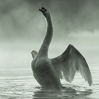 Buy canvas prints of Stretching Swan by David Llewellyn-Jone