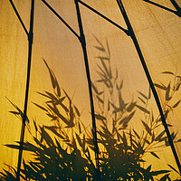 Buy canvas prints of Bamboo Shadows by Simon J Beer