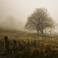 Buy canvas prints of Misty Trees by Emma Woodhouse