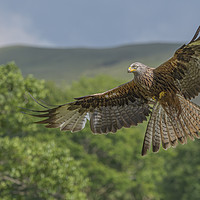 Buy canvas prints of Barcud Coch Red Kite by Emma Woodhouse