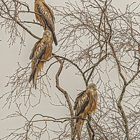 Buy canvas prints of A Trio of Red Kites by Emma Woodhouse