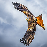 Buy canvas prints of Red Kite by Emma Woodhouse