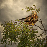 Buy canvas prints of Red Kite  by Emma Woodhouse