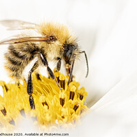 Buy canvas prints of Busy Little Bee by Emma Woodhouse