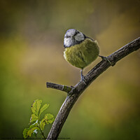 Buy canvas prints of Little Blue Tit by Emma Woodhouse