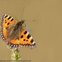 Buy canvas prints of Small Tortoiseshell by Emma Woodhouse