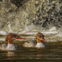 Buy canvas prints of A beautiful pair of female Goosanders by Emma Woodhouse
