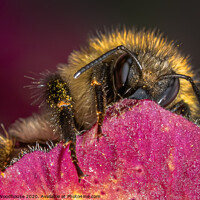 Buy canvas prints of little wasp snoozing by Emma Woodhouse