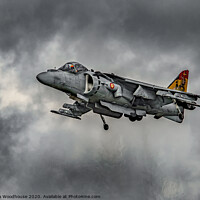 Buy canvas prints of Spanish Harrier by Emma Woodhouse