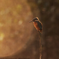 Buy canvas prints of Sunrise Kingfisher by Emma Woodhouse