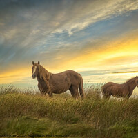 Buy canvas prints of Brecon Ponies by Emma Woodhouse