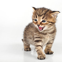 Buy canvas prints of angry mewoing beautiful cute 20 days old kitten si by TUAN PHAM